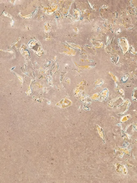 Santafiora Ostrea sandstone