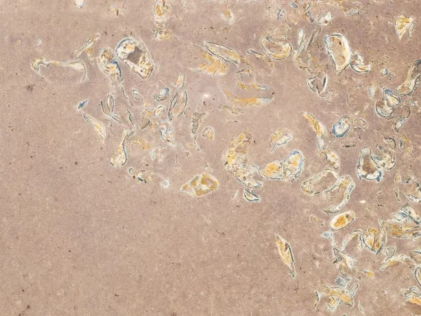Santafiora Ostrea sandstone detail: yellow and white fossil shells on the matte pinkish background