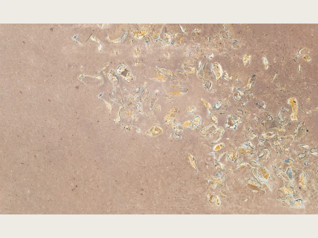 Santafiora Ostrea sandstone slab: plain pinkish brown background with a cluster of yellow and white fossil shells in one corner