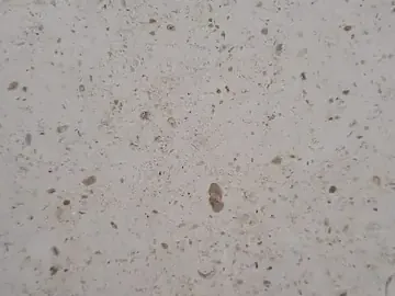 Detail of gray Bianco Martel marble: dark speckles and pores over the light gray