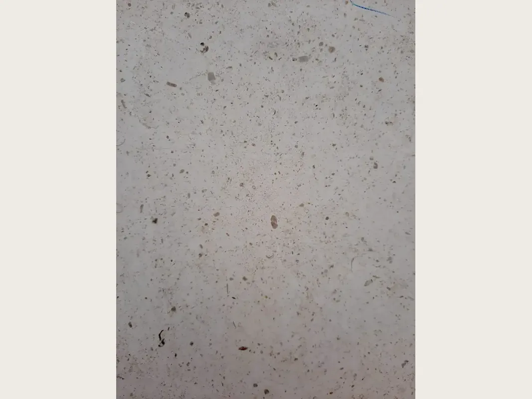 Slab of gray Bianco Martel marble: smooth light gray with many small dark speckles spread across