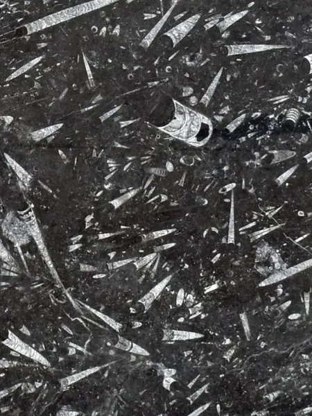 Mármore Fossil Black