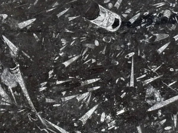 Fossil Black Marble slab: a black background with dense elongated fossils in light gray