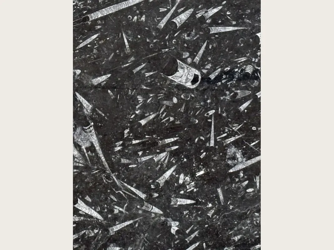 Fossil Black marble slab: a black background with dense elongated fossils in light gray