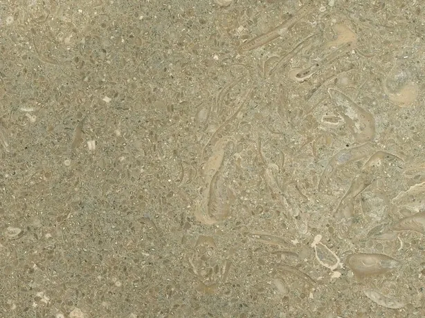Detail of green Fossil Green marble: light beige shells and fossil sections over the green speckling