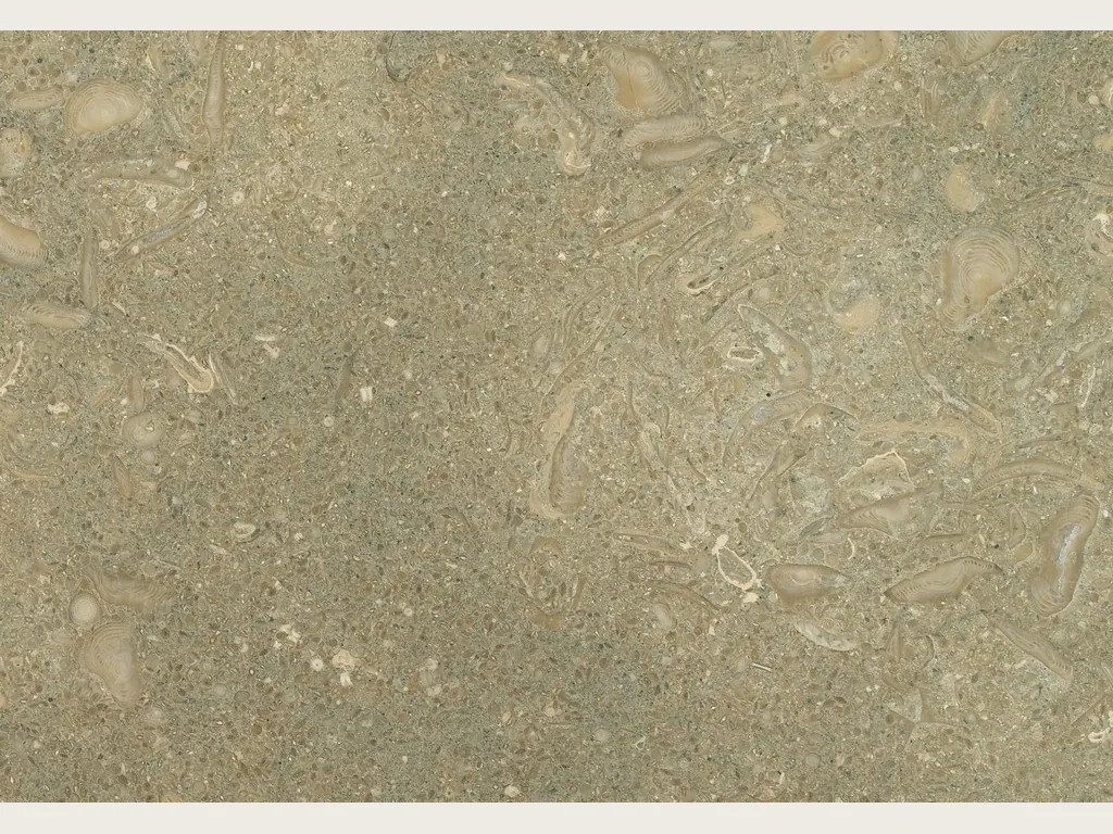 Green Fossil Green marble slab: speckled olive green with fossil shell silhouettes in light beige