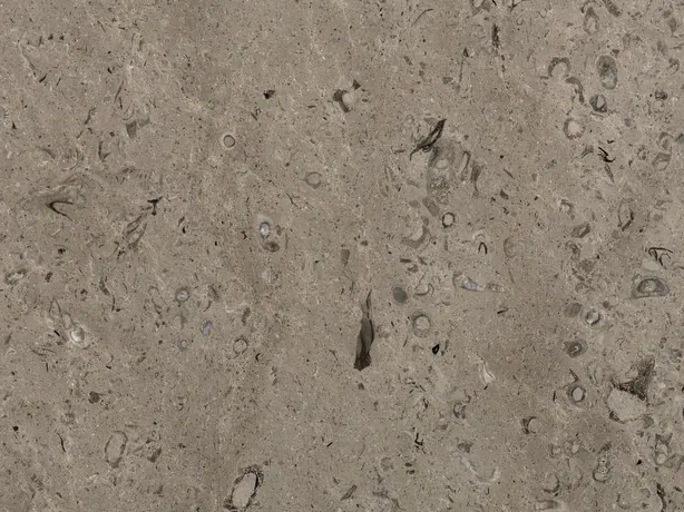 Close-up of gray Lipica Fiorito marble: small dark fossils on the matte beige gray background