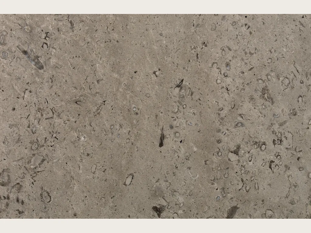 Slab of gray Lipica Fiorito marble: a beige gray background with small fossils and dark flecks spread across it