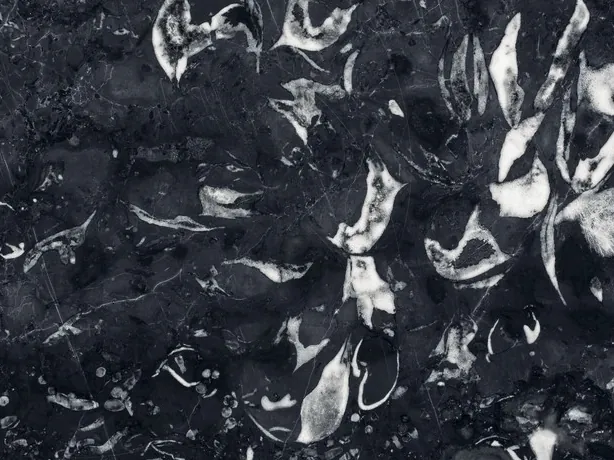 Detail of Nero Boreale: the white outline of the shells against the blue-black background