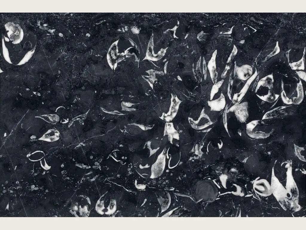 Slab of Nero Boreale marble: a blue-black background with curved white fossil shells