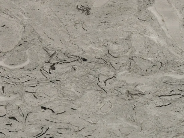 Close-up of gray Repen marble: curved black fossils over the light gray background