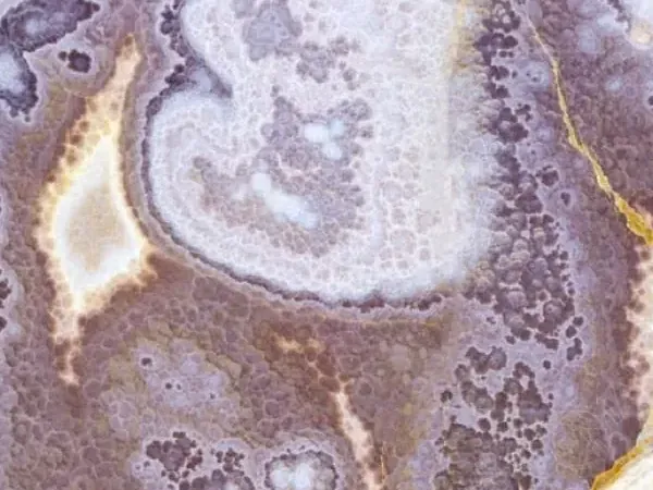 Black onyx slab: grayish violet background with lilac and white areas and fine golden veins