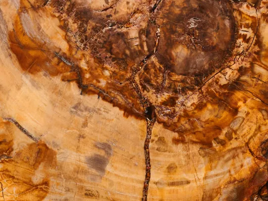 Detail of Brown Petrified Wood: concentric rings and fine cracks in the polished cut