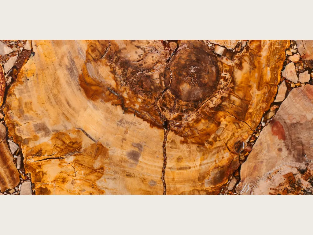 Brown Petrified Wood slab: a trunk cut with ocher and orange rings and a dark brown center