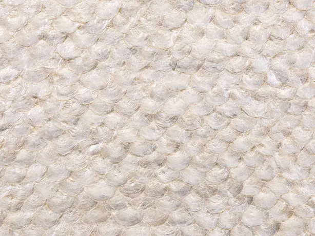 Detail of capiz shell mother of pearl: creamy white mother-of-pearl scales in a mosaic