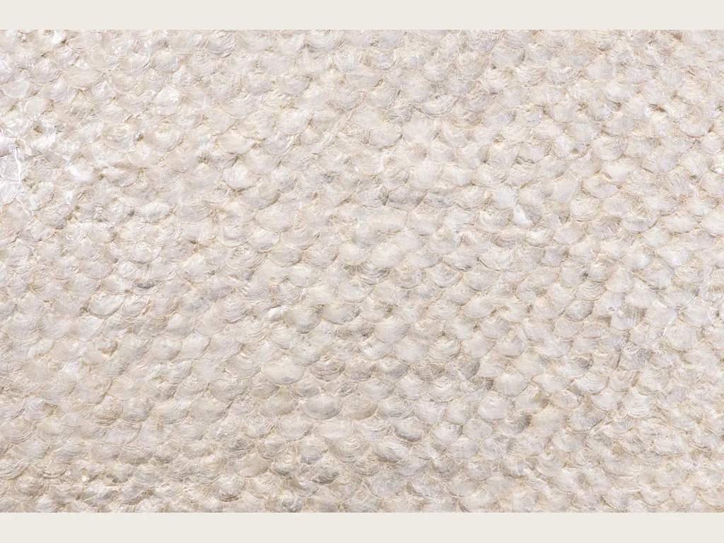 Capiz shell mother of pearl slab: rounded pieces overlapping like scales over a creamy white background